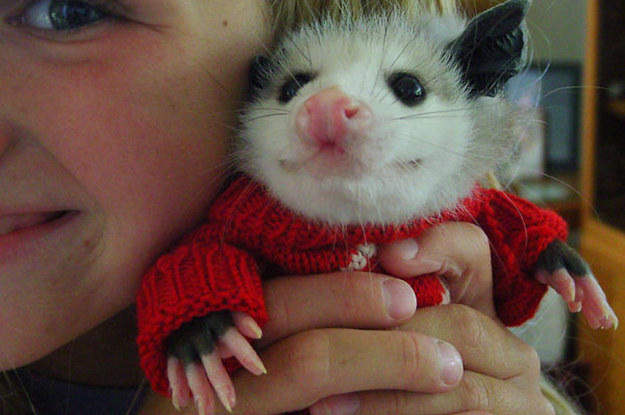 Opossums- they're not as bad as you think!