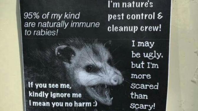 Opossums- they're not as bad as you think!