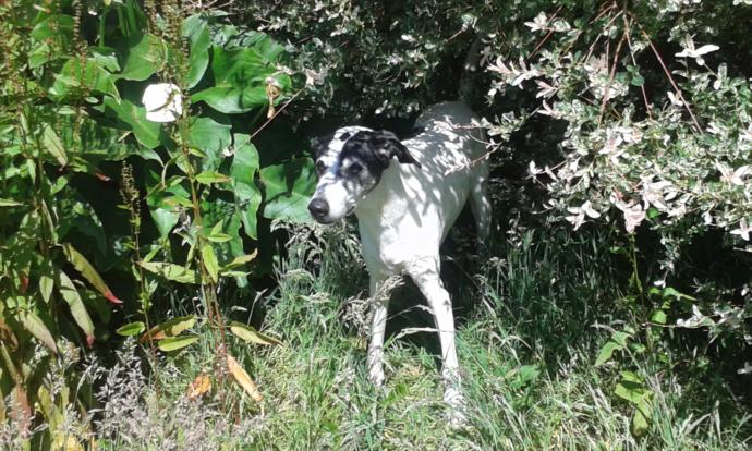 Buying a Dog: Common Errors