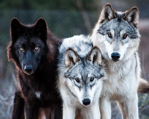 Alpha, Beta, and Omega Men