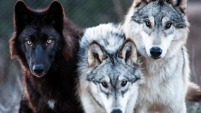 Alpha, Beta, and Omega Men