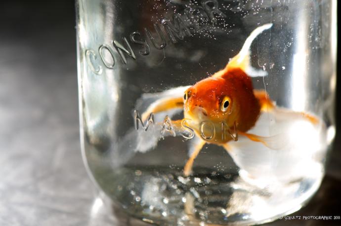 The Book Of Dreams: Vol. VI (Part II)