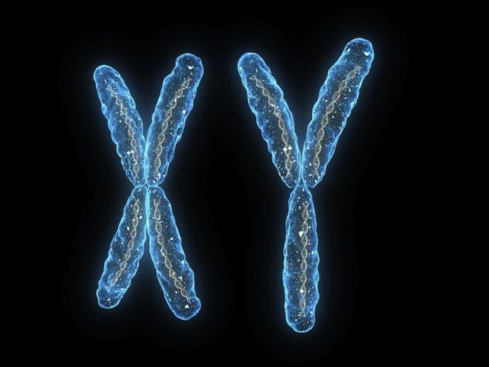 My Views on Sex Determining Genetics and Gender Politics