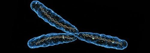 My Views on Sex Determining Genetics and Gender Politics