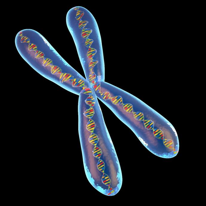 My Views on Sex Determining Genetics and Gender Politics