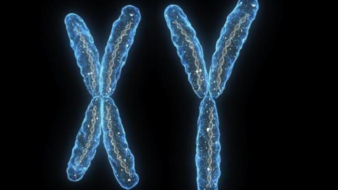 My Views on Sex Determining Genetics and Gender Politics