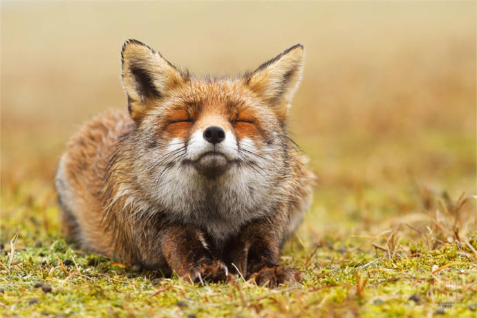 Symbolism Of Foxes