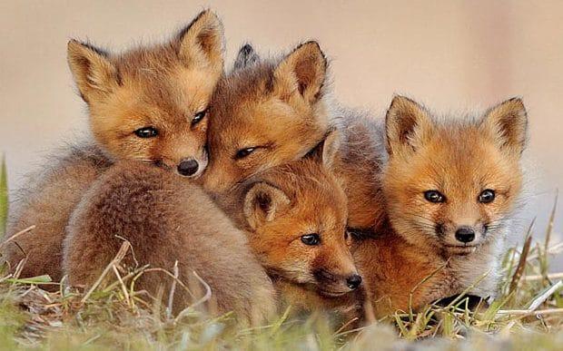 Symbolism Of Foxes