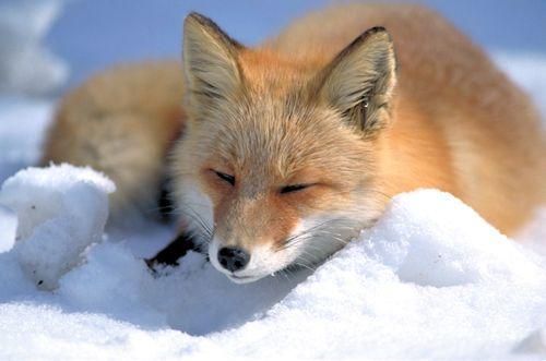 Symbolism Of Foxes