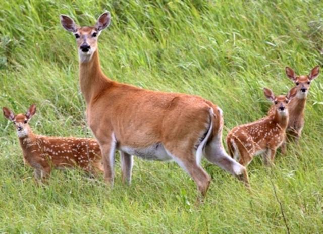 Symbolism Of Deer