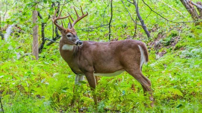 Symbolism Of Deer