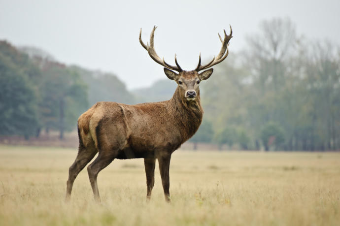 Symbolism Of Deer