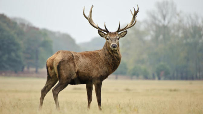 Symbolism Of Deer