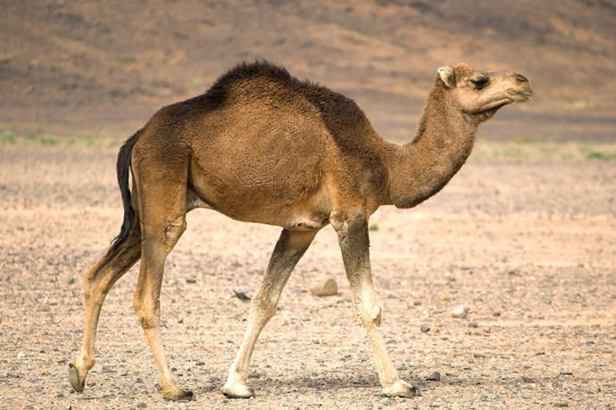 The Symbolism Of Camels