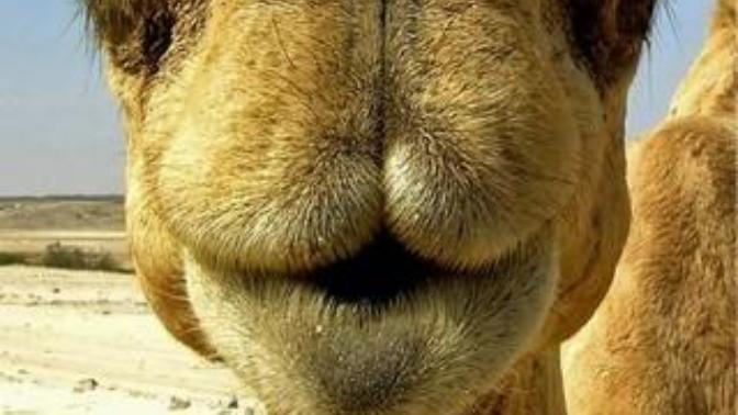 The Symbolism Of Camels