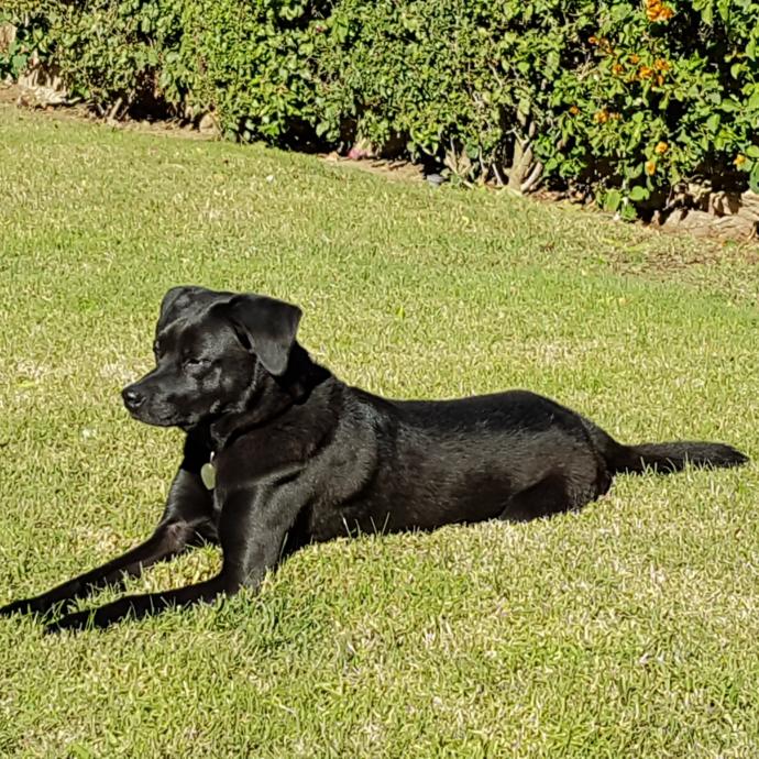 The Battle of Pets: 10 Reasons Why I Prefer Dogs