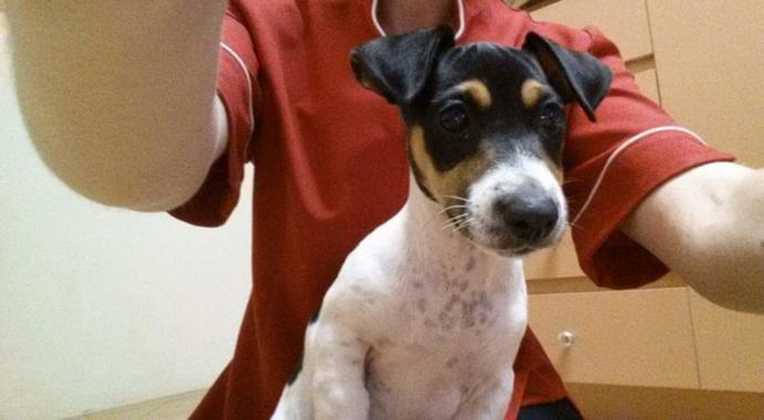 The Battle of Pets: 10 Reasons Why I Prefer Dogs