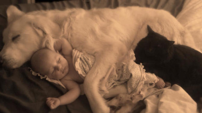 The Battle of Pets: 10 Reasons Why I Prefer Dogs