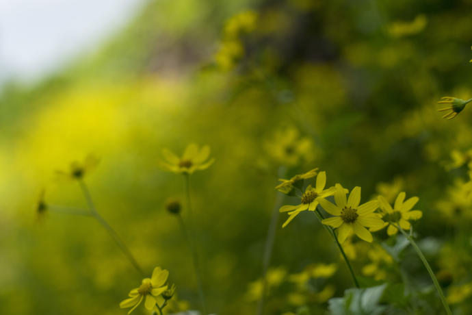 Photographs by Salil