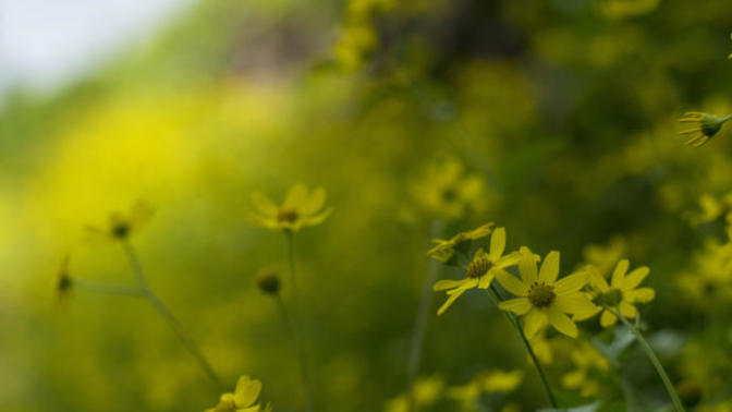 Photographs by Salil