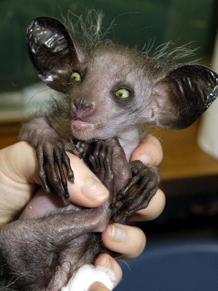 Reasons Why I Find Babies Visually Unappealing
