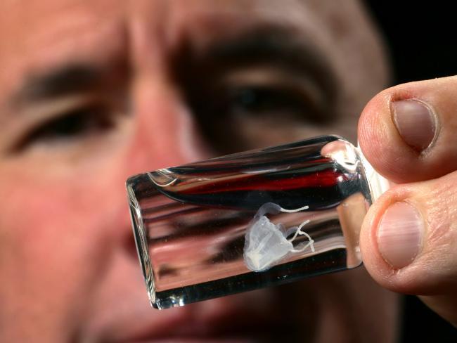 Small But Deadly: 7 Deceptively Dangerous Animals