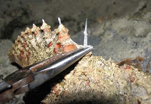 Small But Deadly: 7 Deceptively Dangerous Animals