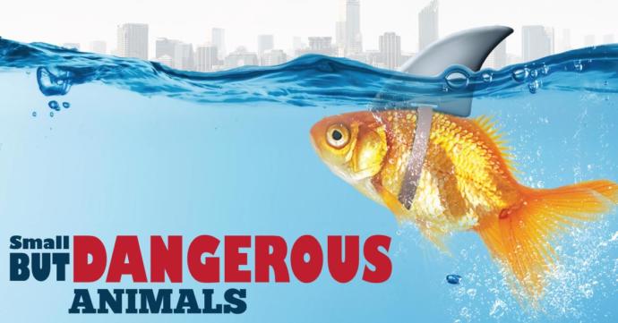 Small But Deadly: 7 Deceptively Dangerous Animals