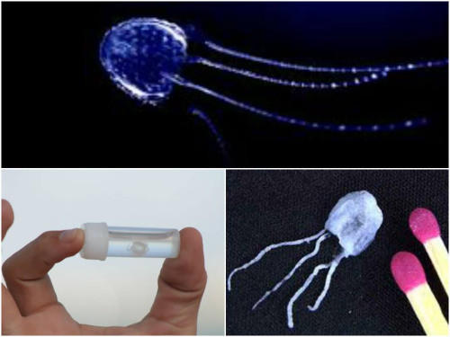 Small But Deadly: 7 Deceptively Dangerous Animals