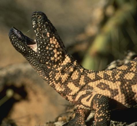 Small But Deadly: 7 Deceptively Dangerous Animals