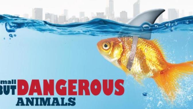 Small But Deadly: 7 Deceptively Dangerous Animals