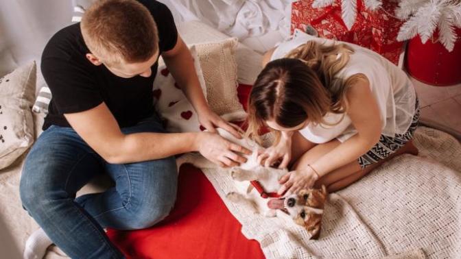How To Handle Pet Custody After Breakups