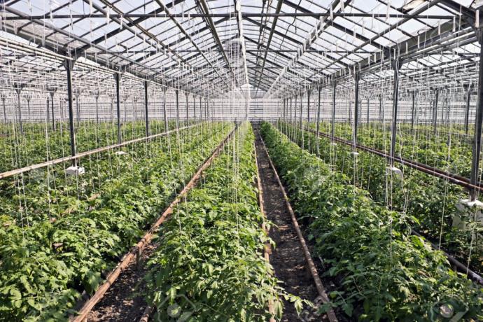 The Book Of Dreams: Vol. VIII Part I