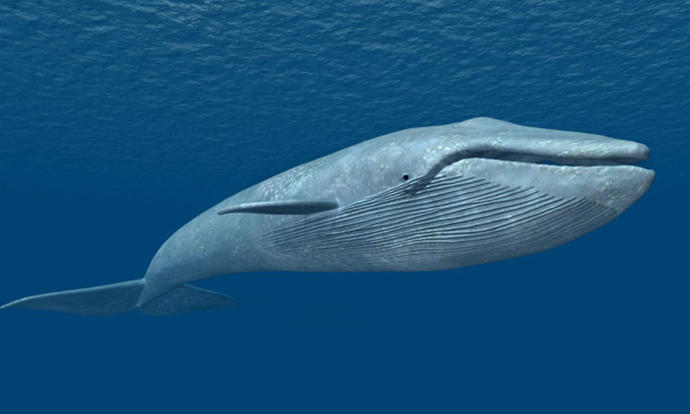Blue Whale Challenge: Not a Game but a Death Trap!