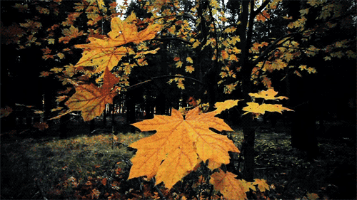 Autumnal Accessories