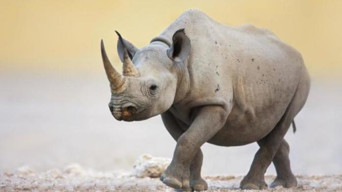 Trophy Hunting, is it Good or Bad?