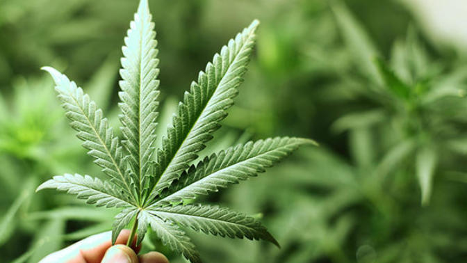PSA for Weed Smokers: Marijuana is Not Legal in Any Part of the United States