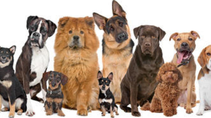To the People That Dislike Dogs...