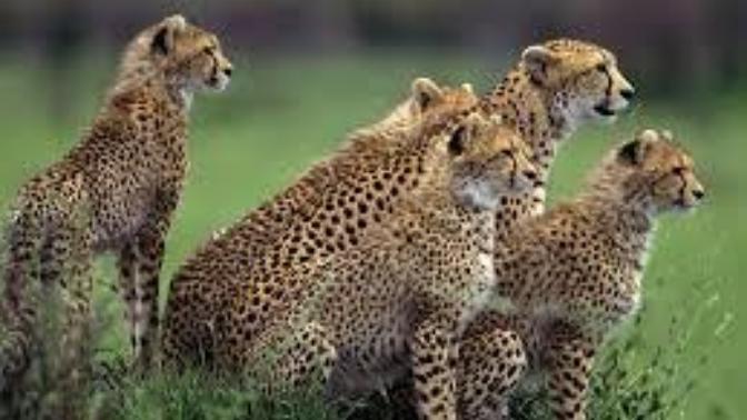 10 Interesting Facts About Cats