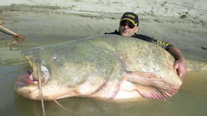 Top 5 Catfishes You Should Be Aware Of