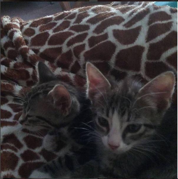 5 Reasons Why You Should Get a Cat Now!