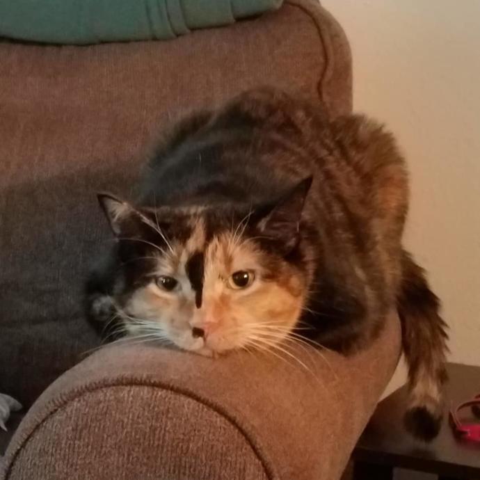 5 Reasons Why You Should Get a Cat Now!