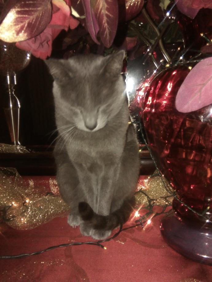 5 Reasons Why You Should Get a Cat Now!