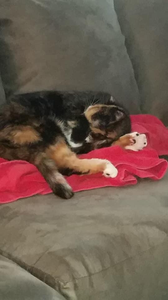 5 Reasons Why You Should Get a Cat Now!