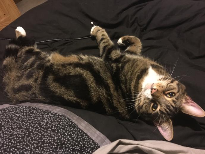 5 Reasons Why You Should Get a Cat Now! GirlsAskGuys