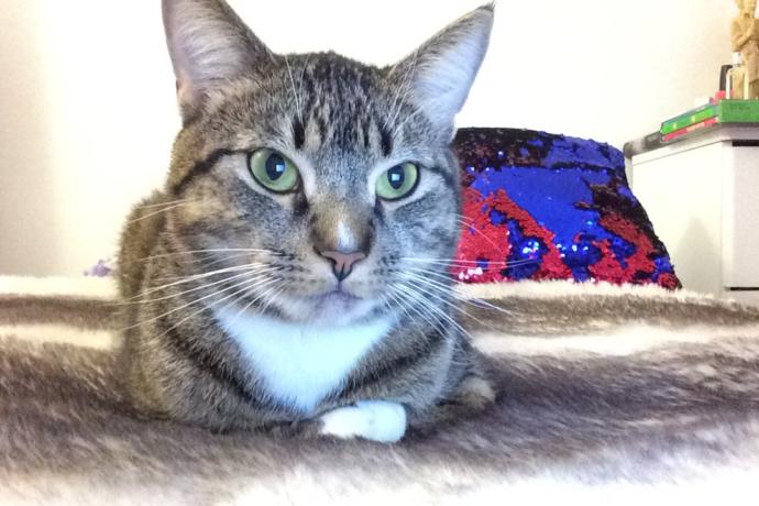 5 Reasons Why You Should Get a Cat Now!