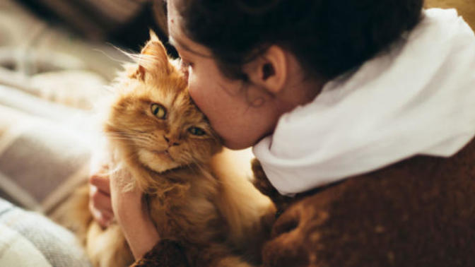 5 Reasons Why You Should Get a Cat Now!