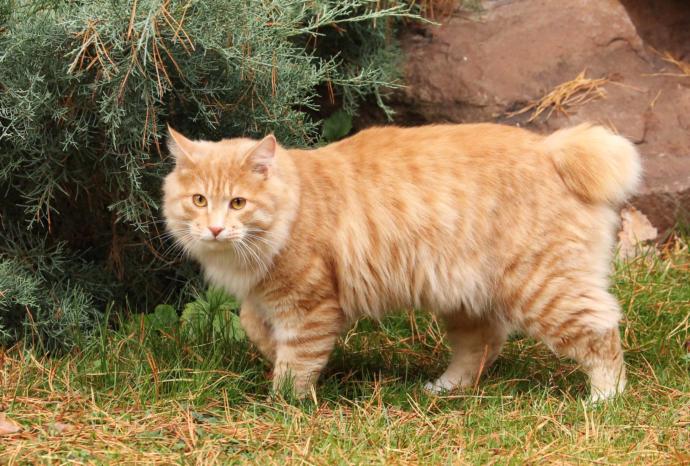 5 Rare Cat Breeds