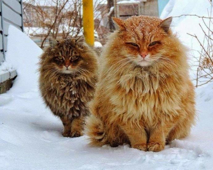 5 Rare Cat Breeds