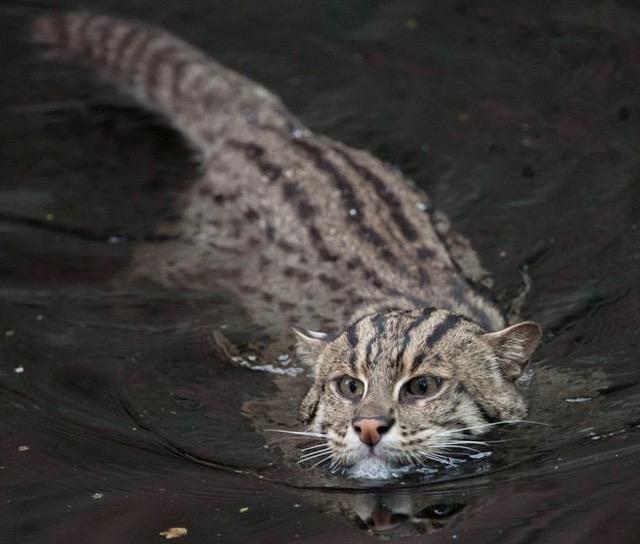 5 Rare Cat Breeds
